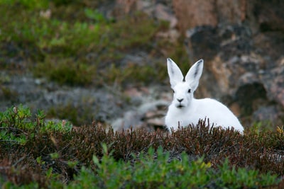 绿草地上的白兔